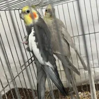 دو جفت عروس هلندی با تخم و جوجه