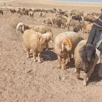 فروش 2رس قوچ