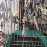 جفت عروس هلندی مولد