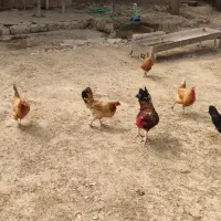 مرغ