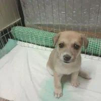 فروش یک عدد سگ جیبی