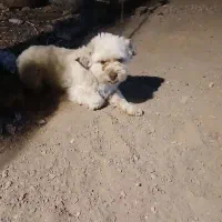 پاکوتاه