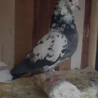 کبوتر مامونیه