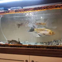 آکواریوم|ماهی|تبریز, |دیوار