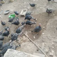 فروش بوقلمون در سایزهای مختلف|حیوانات مزرعه|سپیدان, |دیوار