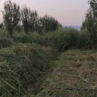 علف باغی
