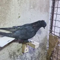 ماده دم سفید و سینه ای