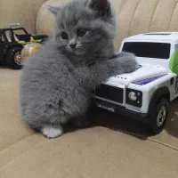 گربه|گربه|اردبیل, |دیوار
