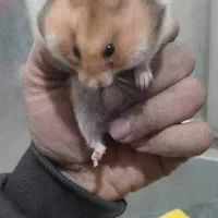 همستر خانگی سالم