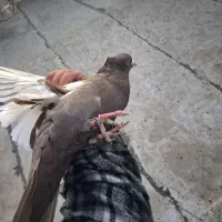 سینه قهوه ای|پرنده|شیراز, کوشک میدان|دیوار