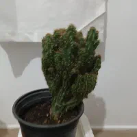 گلهای آپارتمانی و کاکتوس|گل و گیاه طبیعی|تالش, طولارود|دیوار