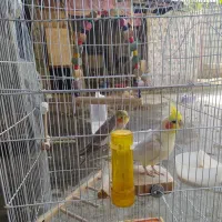 عروس هلندی نرو ماده همراه با قفس