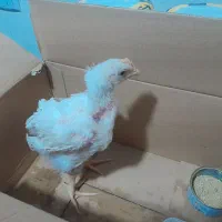 جوجه دوماهه