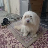 یک عدد سگ شیتزو *ماده*