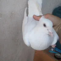 کفتر گرفتنی