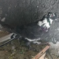 فروش کبوترنر پر حوالی سامان|پرنده|سامان, |دیوار