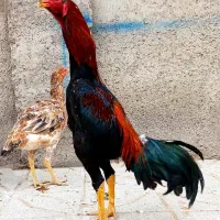 تخم لاری تازه نطفه دار بشرط|حیوانات مزرعه|اردبیل, |دیوار