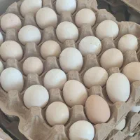 تخم مرغ محلی بومی