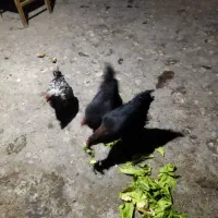 مرغ گلین|حیوانات مزرعه|اصفهان, قهجاورستان|دیوار