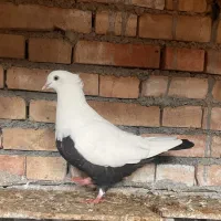 کبوتر رنگی|پرنده|سوسنگرد, |دیوار