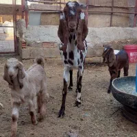 بز پاکستانی و سانن