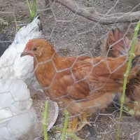 خروس جوان ۳ تا۴ماهه