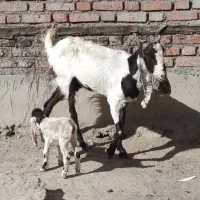 بز شیری|حیوانات مزرعه|لالجین, |دیوار