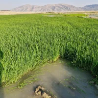 کاه برمه یونجه چین اول