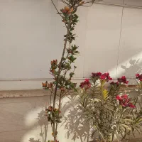 گل و نهال|گل و گیاه طبیعی|ری, فیروزآبادی|دیوار