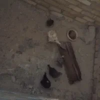 مرغ گلین|حیوانات مزرعه|شیروان (لرستان), |دیوار