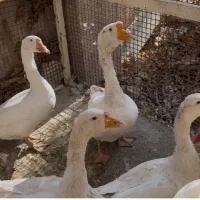 قوغاز لیندا|حیوانات مزرعه|کوهسار (البرز), |دیوار