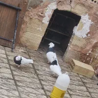 کبوتر  طوقی