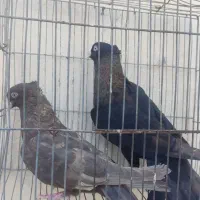 کبوتر چشم نوک سفید