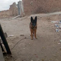 سگ ژرمن گمشده