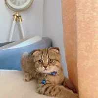 گربه|گربه|بندرعباس, |دیوار