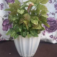 گل سنگنیوم|گل و گیاه طبیعی|رشت, استقامت ۲|دیوار