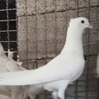 کبوتر گمشده