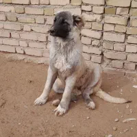 توله سرابی ماده|سگ|قیدار, |دیوار