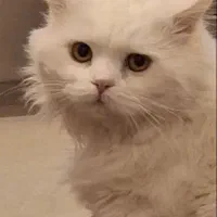 گربه پرشین|گربه|مشهد, عنصری|دیوار