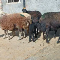 میش و بره|حیوانات مزرعه|کوهدشت, |دیوار