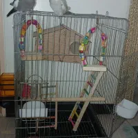 قفس عروس هلندی وطوطی