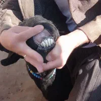 قوچ قره قزل