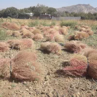گسکه شاری|گل و گیاه طبیعی|مریوان, |دیوار