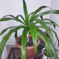 گیاه