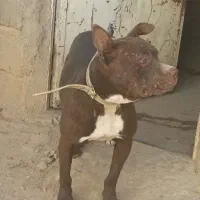 سگ نژاد دار|سگ|بجنورد, |دیوار