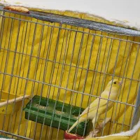 قناری ماده اوپال زیتونی و گلبسر