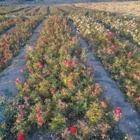 کندرز هلندی|گل و گیاه طبیعی|محلات, |دیوار