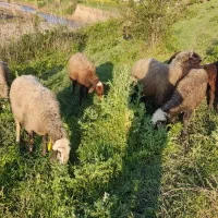 فروش گوسفند