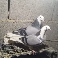 ۵ عدد کبوتر خوب ۱۲۰۰۰