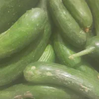 خیار محلی